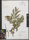 Foto von Salix L.